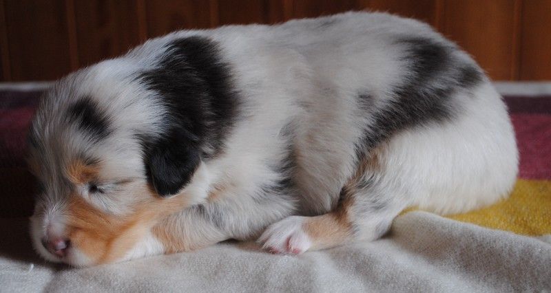 CHIOT